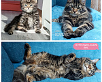 Кошки в Уфе: Мейн кун Мальчик, 18 000 руб. - фото 3
