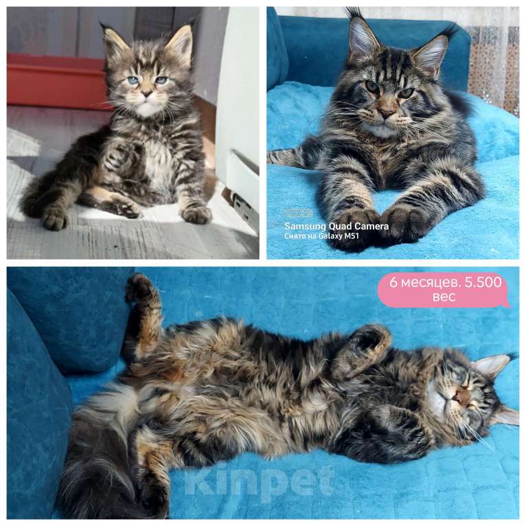 Кошки в Уфе: Мейн кун Мальчик, 18 000 руб. - фото 3