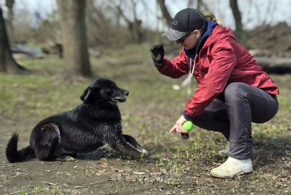 Собаки в Королеве: Очаровательная девчонка по имени Майя ищет дом! Девочка, Бесплатно - фото 7