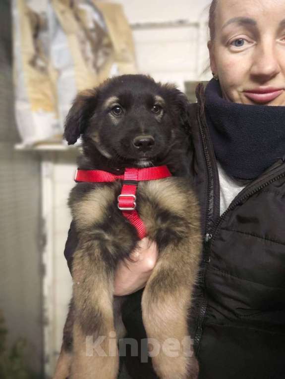 Собаки в Красногорске: Малышка Кора 2,5 месяца в невероятно красивыми глазами ждет хозяина  Девочка, Бесплатно - фото 3