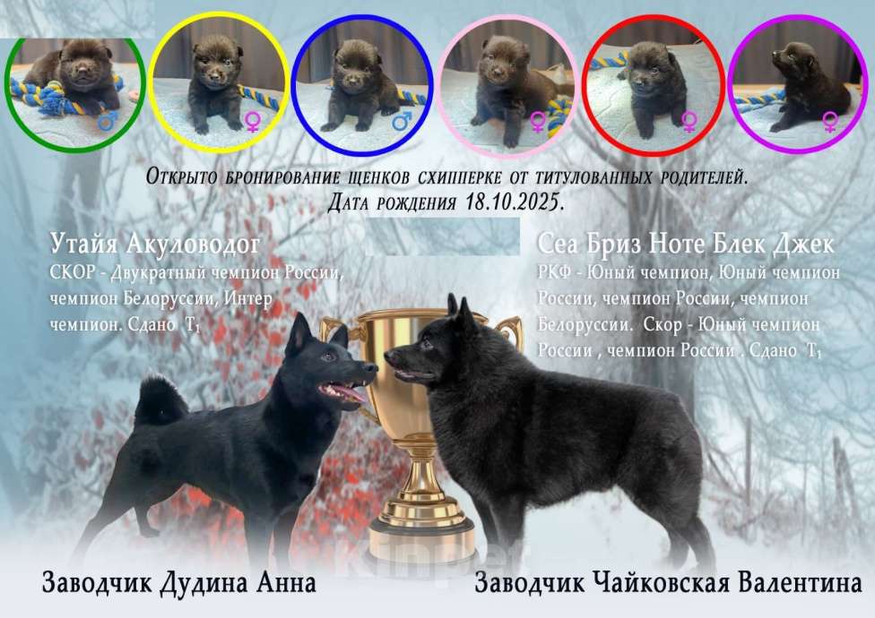 Собаки в Раменском: Щенки шипперке от титулованных родителей в домашних условиях (Синий) Мальчик, 70 000 руб. - фото 6