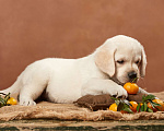 Собаки в Сертолово: Щенки лабрадора из профессионального питомника  Мальчик, Бесплатно - фото 6