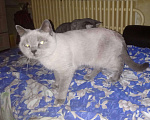 Кошки в Липецке: Потеряшка Девочка, 5 000 руб. - фото 3