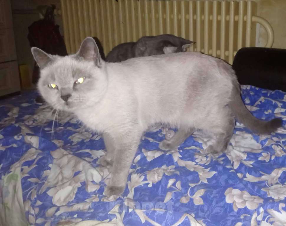 Кошки в Липецке: Потеряшка Девочка, 5 000 руб. - фото 3