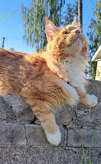 Котенок из питомника