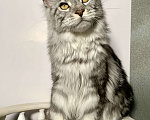 Кошки в Краснодаре: Котенок породы Мейн-кун Девочка, 25 000 руб. - фото 4