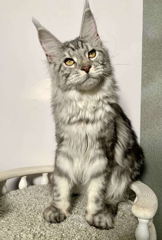 Кошки в Краснодаре: Котенок породы Мейн-кун Девочка, 25 000 руб. - фото 4