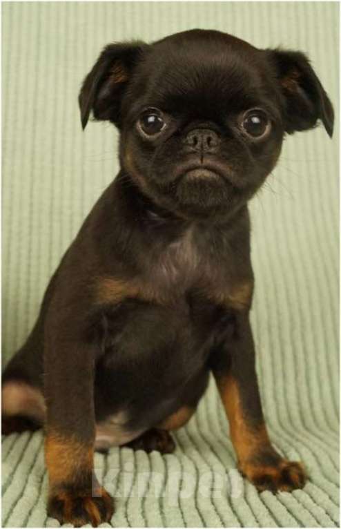 Собаки в Москве: ОНИКС Мальчик, 85 000 руб. - фото 2