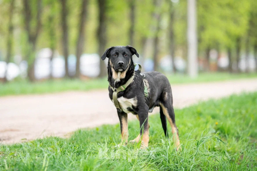 Собаки в Москве: Щенок в дар  Мальчик, Бесплатно - фото 7