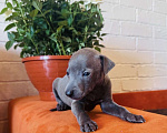 Собаки в других городах Тульской области: Левретка Мальчик, 100 000 руб. - фото 8