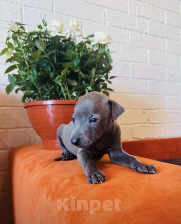 Собаки в других городах Тульской области: Левретка Мальчик, 100 000 руб. - фото 8