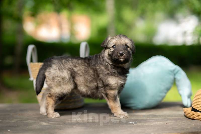 Собаки в Москве: Щенята — почти волчата ищут дом Мальчик, 1 руб. - фото 3