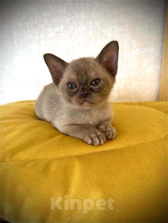 Кошки в Екатеринбурге: Европейские бурманские котята Девочка, Бесплатно - фото 10