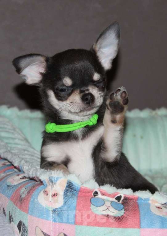 Собаки в Санкт-Петербурге: Единственный экземпляр, мега классный малой Мальчик, 90 000 руб. - фото 4