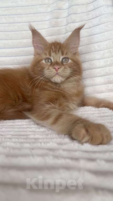 Кошки в Ярославле: Кошка Девочка, Бесплатно - фото 1