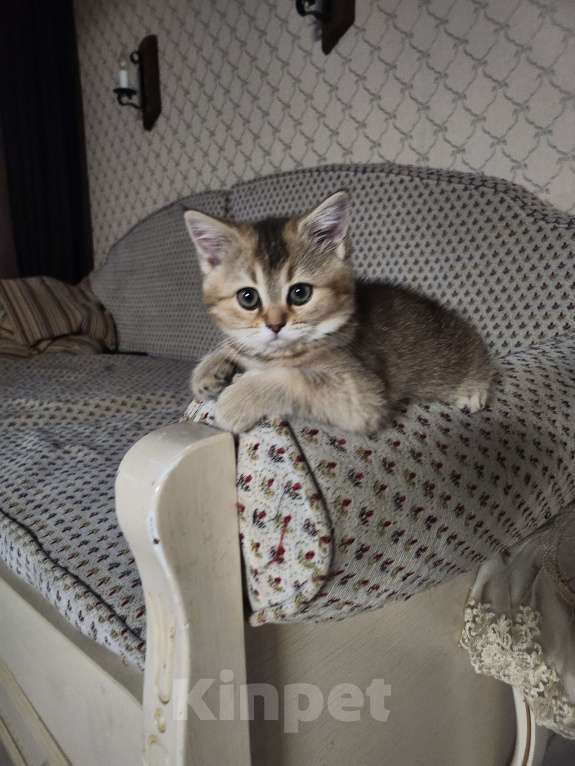 Кошки в Москве: Шотландские котята Девочка, 24 999 руб. - фото 4