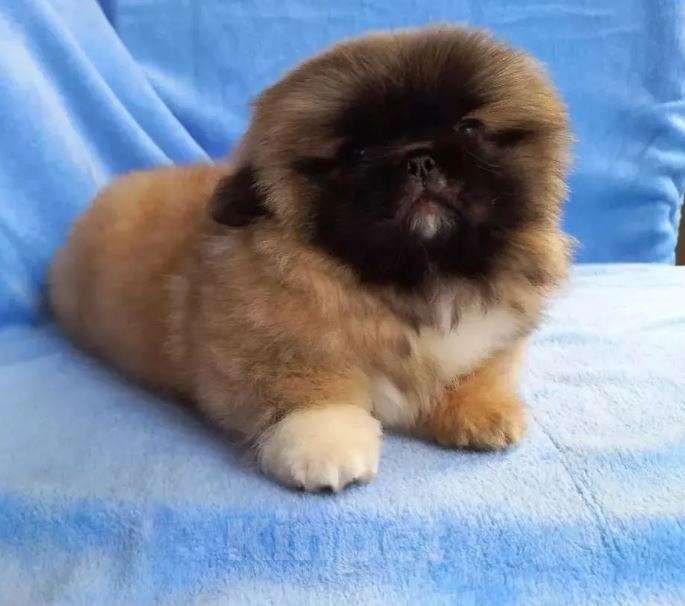 Собаки в Самаре: Пекины Императорская собака Мальчик, Бесплатно - фото 6