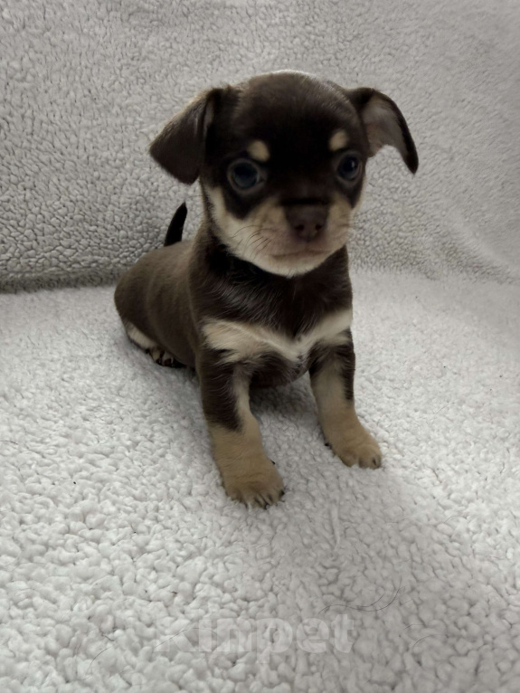 Собаки в других городах Московской области: Мальчик чихуахуа Генрих Мальчик, 50 000 руб. - фото 1