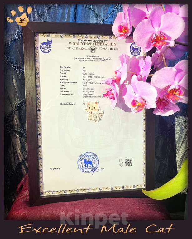 Кошки в Новосибирске: Клубные ласковые бенгальские котята мальчики Мальчик, 20 000 руб. - фото 2