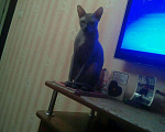 Кошки в Красноярске: Донской сфинкс, 1 000 руб. - фото 2
