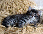 Кошки в Белом: Сибирские котята лучший подарок, 5 999 руб. - фото 2