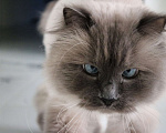 Кошки в Москве: Кот Стивен Мальчик, Бесплатно - фото 3