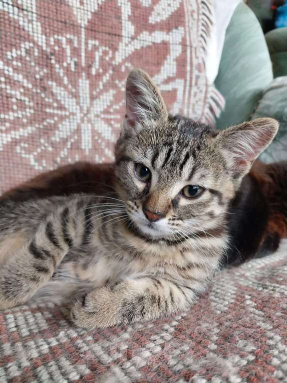 Кошки в других городах Краснодарского края: Серый  Мальчик, Бесплатно - фото 4