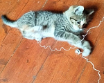 Кошки в Москве: Маруся ищет дом! Девочка, Бесплатно - фото 4