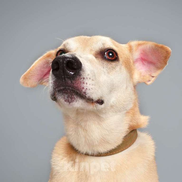 Собаки в Москве: Каспер Мальчик, Бесплатно - фото 2