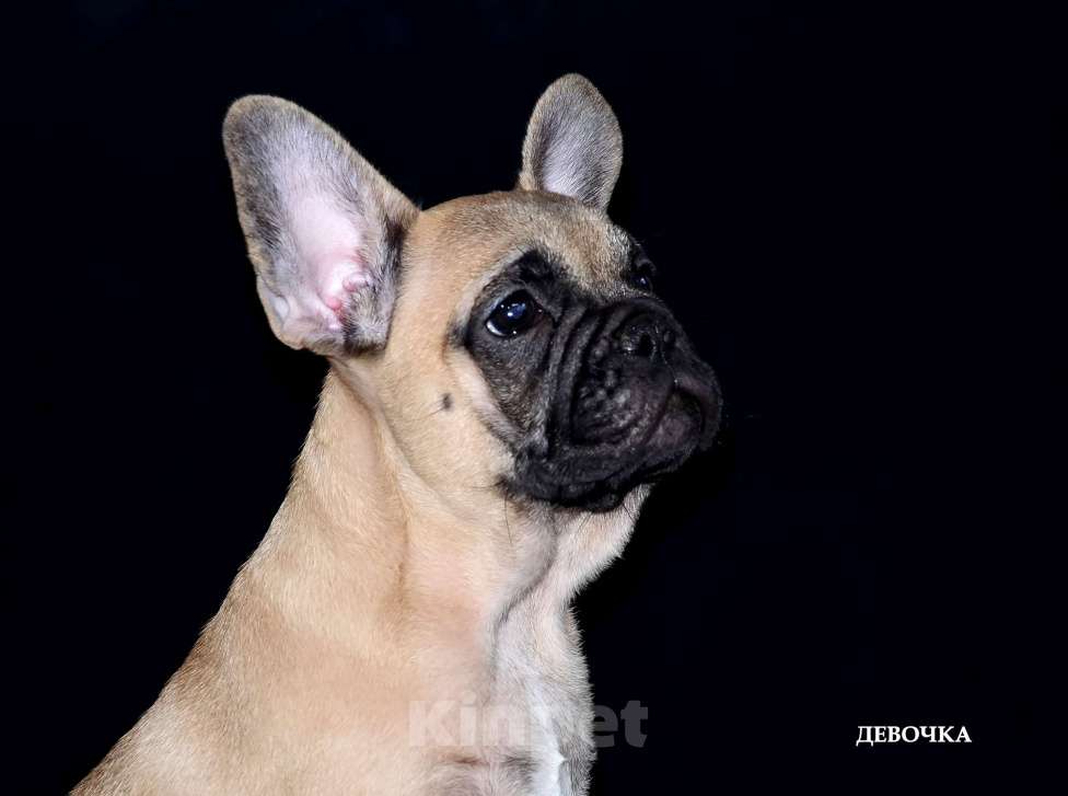 Собаки в Екатеринбурге: Фоанцузики. Ушастое Счастье  Девочка, Бесплатно - фото 1