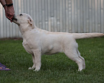 Собаки в Калуге: Палевая сука Девочка, Бесплатно - фото 6