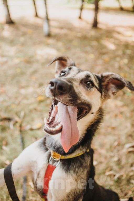 Собаки в Москве: Рокси Девочка, Бесплатно - фото 1