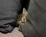Кошки в Саратове: Котята в добрые руки Девочка, Бесплатно - фото 5