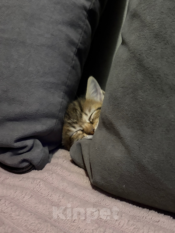 Кошки в Саратове: Котята в добрые руки Девочка, Бесплатно - фото 5
