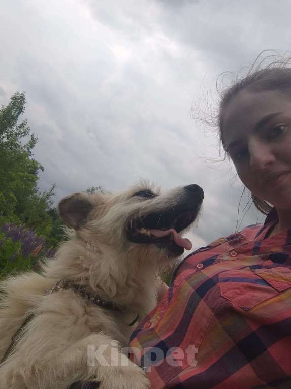 Собаки в Москве: В добрые руки Мальчик, Бесплатно - фото 6