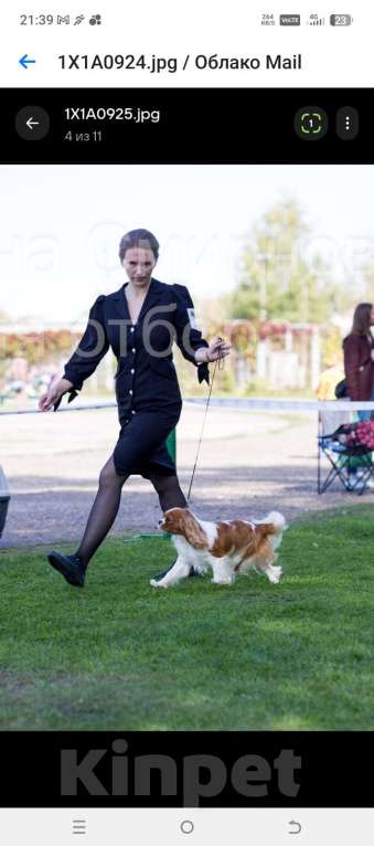 Собаки в Нижнем Новгороде: Шикарный кавалер на вязку Мальчик, 40 000 руб. - фото 8