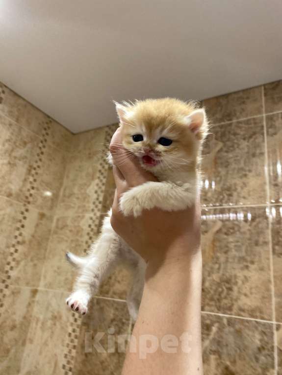 Кошки в Москве: 3 Девочка, 30 000 руб. - фото 2