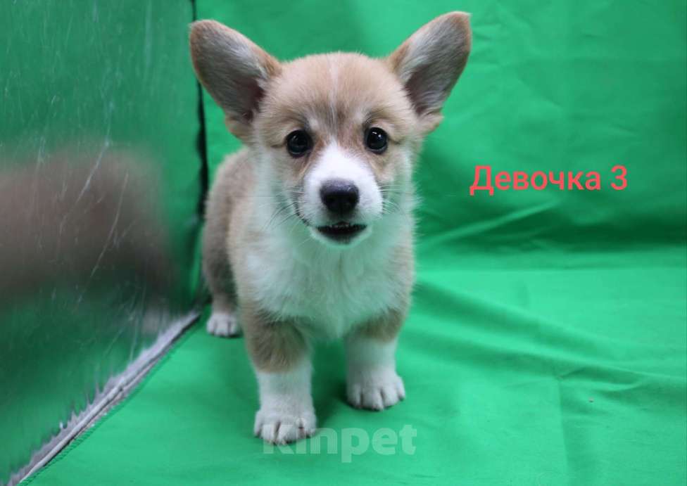 Собаки в Москве: Щенки вельш корги пемброк  Девочка, 32 000 руб. - фото 2