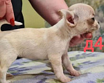 Собаки в Липецке: Щенки чихуахуа Разнополые, 30 000 руб. - фото 5