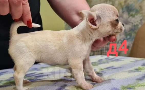 Собаки в Липецке: Щенки чихуахуа Разнополые, 30 000 руб. - фото 5
