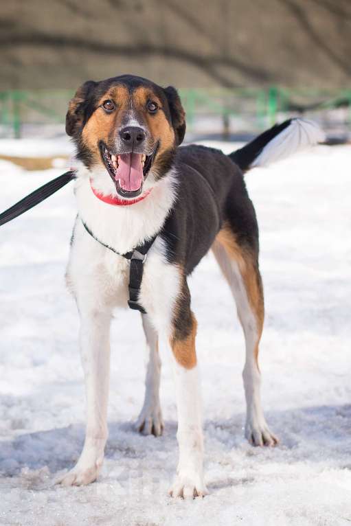 Собаки в Москве: Ньюша ищет дом Мальчик, Бесплатно - фото 4