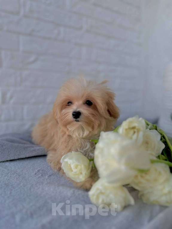 Собаки в Калининграде: Мальтипу девочка мини Девочка, 80 000 руб. - фото 4