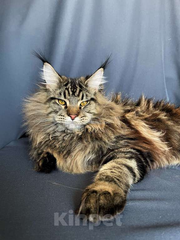 Кошки в Москве: Мейн-кун котенок Мальчик, 40 000 руб. - фото 1