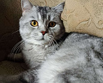 Кошки в Кашире: Кошечка Буся Девочка, 5 000 руб. - фото 6