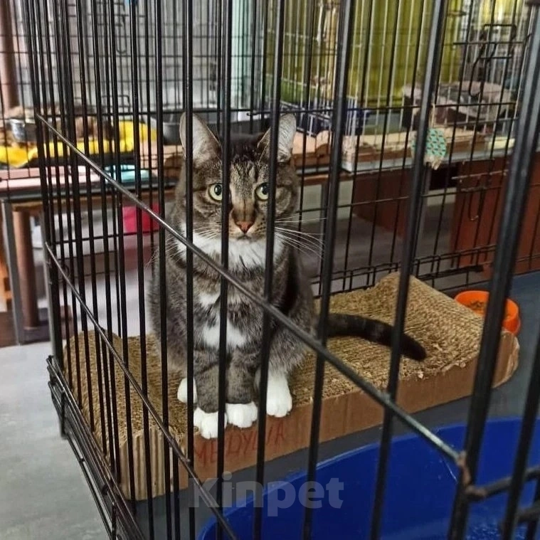 Кошки в Москве: Даже кураторы Медуши отчаялись, они не верят, что он найдет дом  Мальчик, Бесплатно - фото 2