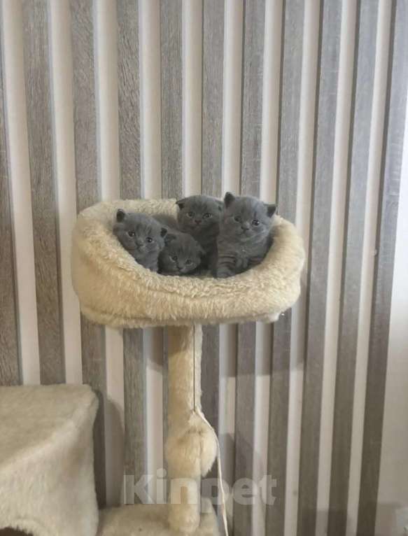 Кошки в Екатеринбурге: Котята Мальчик, 25 000 руб. - фото 5