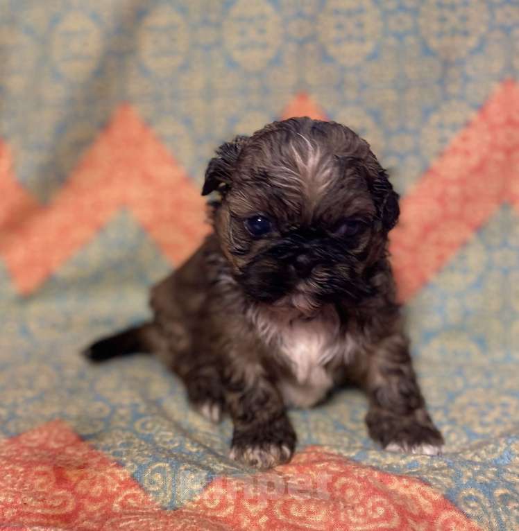 Собаки в Санкт-Петербурге: Великолепный золотой мальчик ши тцу  Мальчик, 35 000 руб. - фото 3