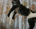 Кошки в Челябинске: Продам Мейн-Куна Мальчик, Бесплатно - фото 2
