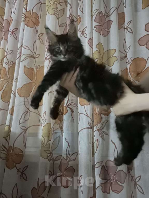Кошки в Челябинске: Продам Мейн-Куна Мальчик, Бесплатно - фото 2