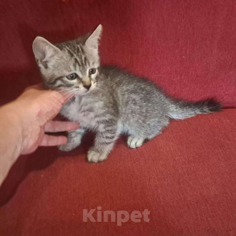 Кошки в Красногорске: Котенок Сильвер 1,5 месяца ждет родителей на передержке  Мальчик, Бесплатно - фото 5